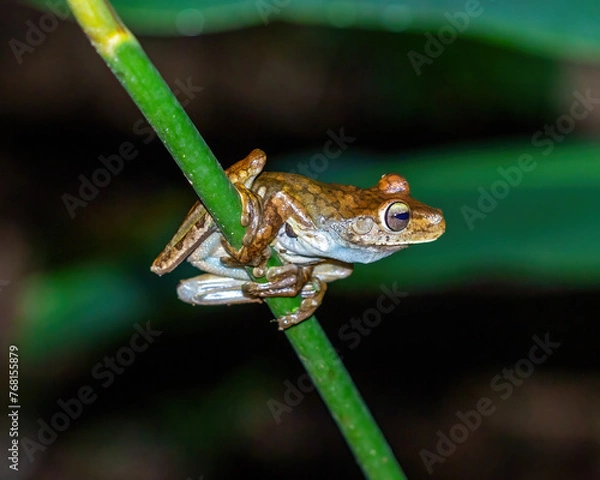 Obraz frog on a branch