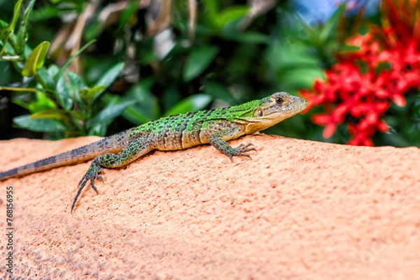 Obraz lizard on a stone