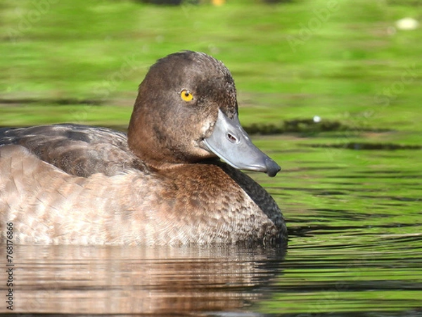 Obraz Crested duck (Kuifeend)