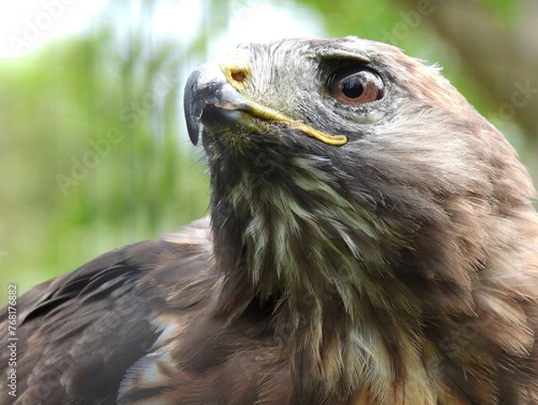 Obraz Buzzard (Buizerd)
