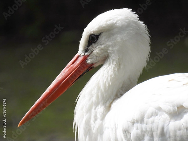 Obraz Stork (Ooievaar)