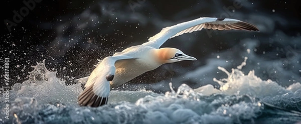 Fototapeta Gannet bird in flight over tumultuous sea waves, with water spray illuminated by sunlight.