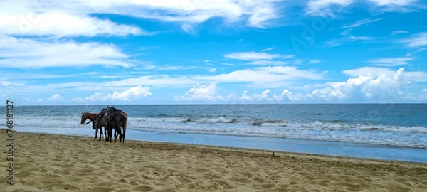 Obraz horses at cabarete beach