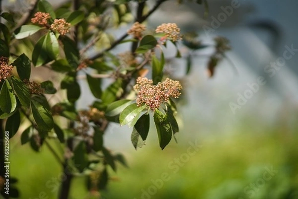 Obraz a selective focus of a plant in a tree with leafs called japanese photinia