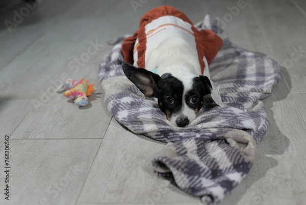 Obraz small dog sad, dog missing owner, little dog, dressed dog at home. 