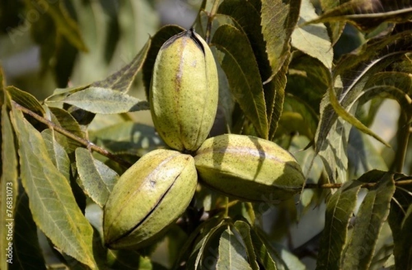 Fototapeta Pecan tree nuts and leaves