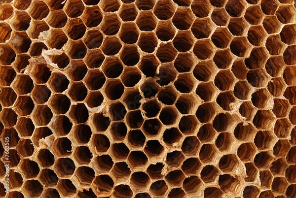 Obraz Hornet nest
