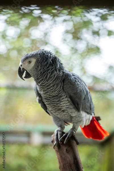 Fototapeta African Grey Parrot Perching on a Wooden Stand, A close-up image of an African Grey Parrot with a blurred background, highlighting the bird's intricate feather patterns and intelligent gaze.