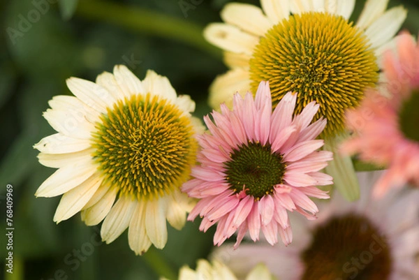 Obraz Coneflower Aloha and Seeker's Rainbow. Echinacea purpurea
