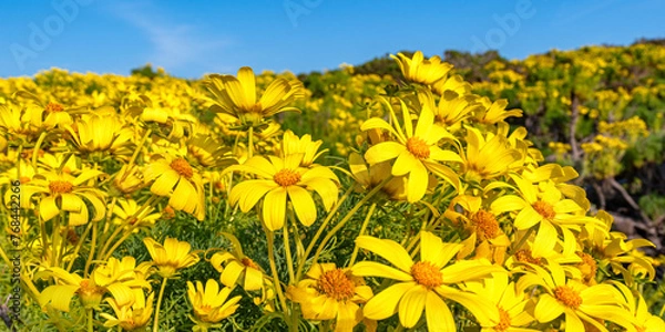 Obraz wildflowers bloom