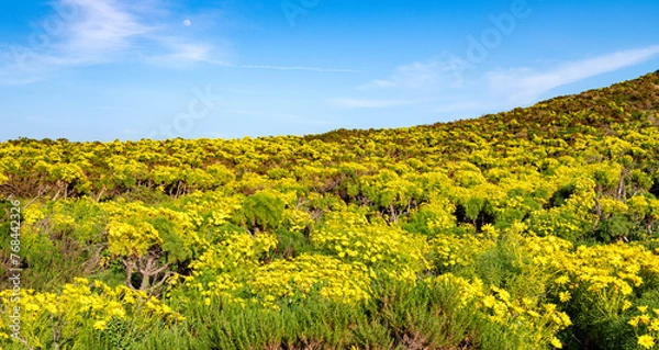 Obraz wildflowers bloom