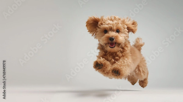 Obraz Delighted Poodle Mix Puppy Caught in Jump
