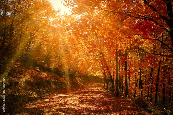 Obraz Rays in autumn forest