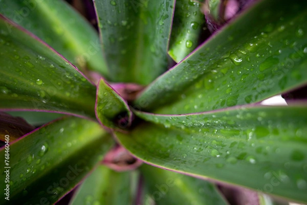Fototapeta Close up of Tradescantia spathacea Swartz plant, Boat-lily or Oyster Lily in the garden with water splash