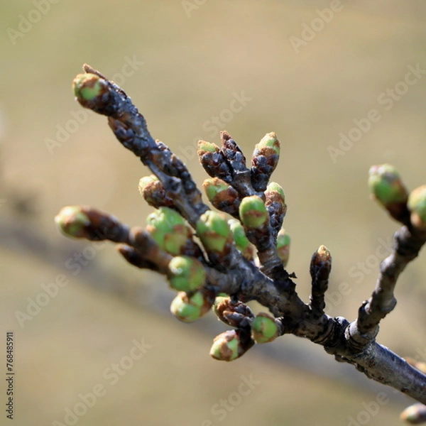 Fototapeta 東京散歩　早春の浜離宮庭園