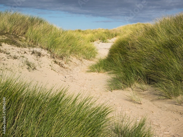 Fototapeta sand path through dune grass