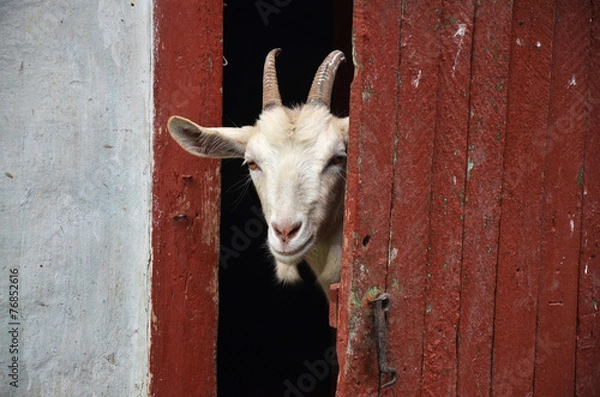 Obraz Goat