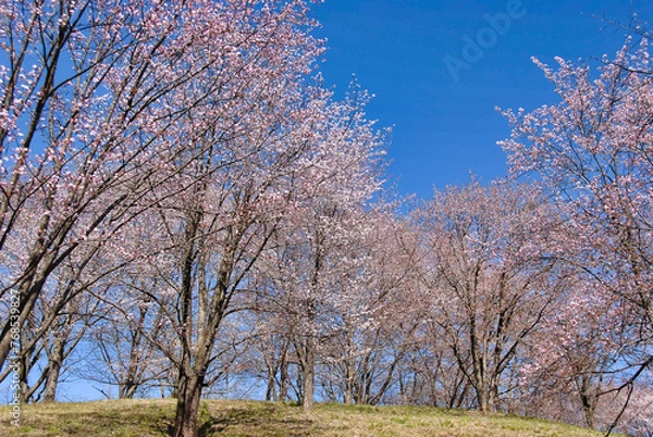 Obraz 美の山公園の桜