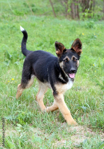 Fototapeta fun young running dog