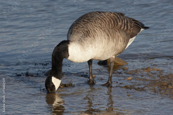 Obraz Canada Goose - Branta canadensis