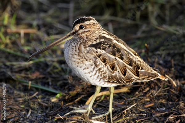 Obraz Snipe - Gallinago gallinago