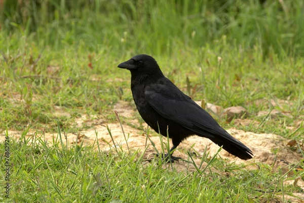 Fototapeta Carrion Crow - Corvus corone