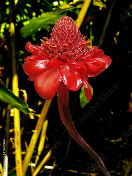 Obraz Rose de porcelaine