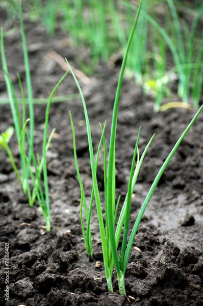 Obraz Spring onions
