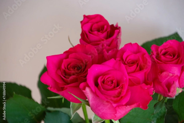 Fototapeta ピンクのばら