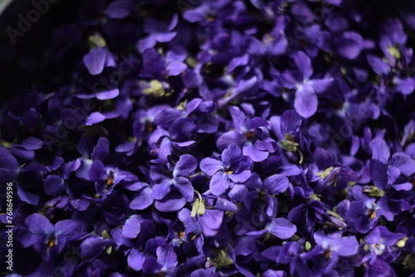 Fototapeta Viola flowers closeup, viola background, purple flowers background, swirly bokeh, manual helios lens, soft focus.