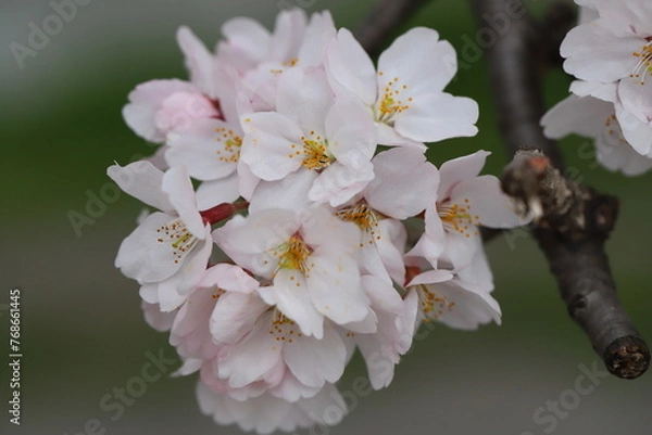 Fototapeta 日本の春の庭に咲く薄桃色のソメイヨシノの桜の花