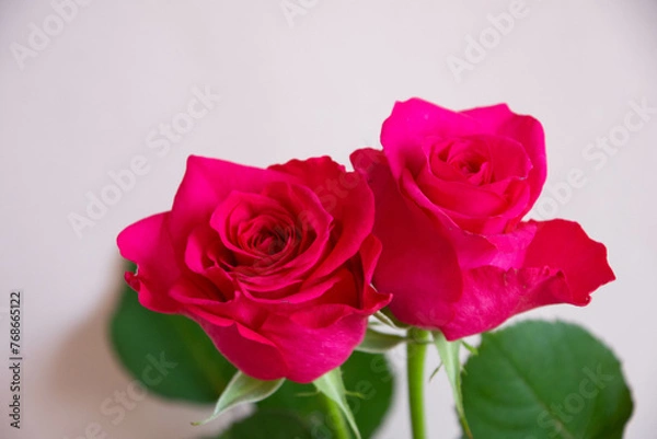 Fototapeta ピンクのばら