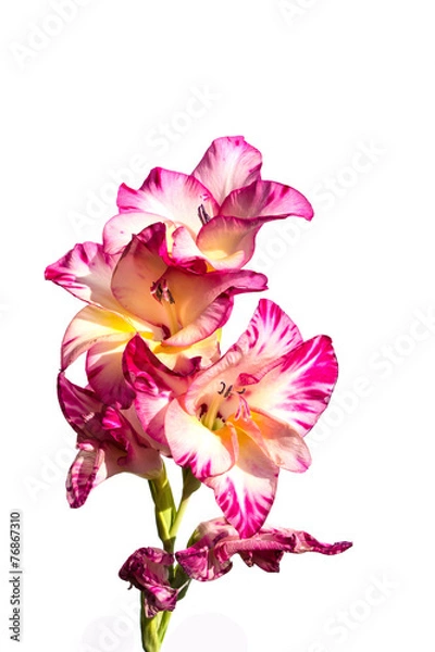 Obraz pink gladiolus