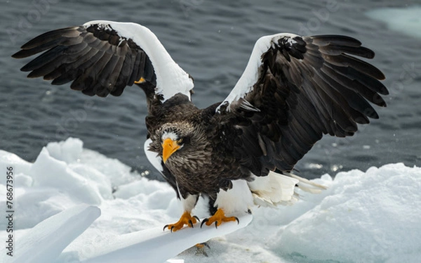 Fototapeta オオワシ