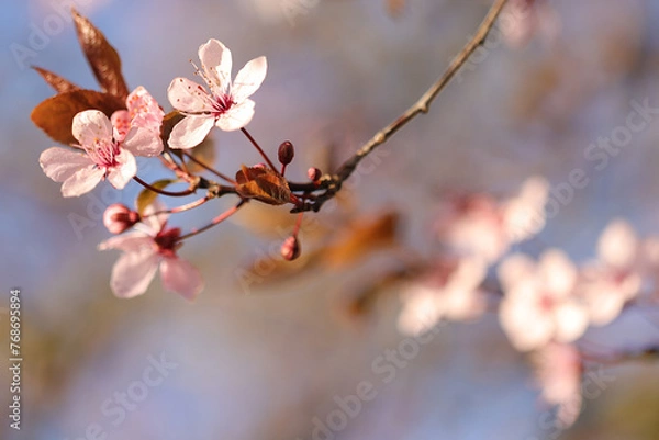 Obraz Frühlingsblüte