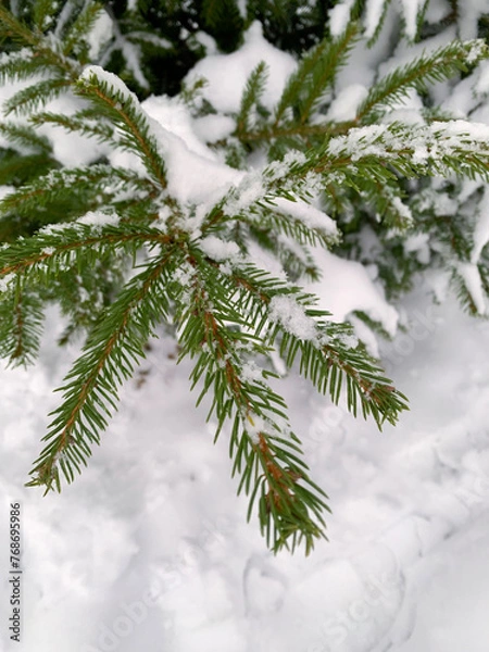 Obraz snow covered fir tree