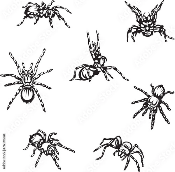 Fototapeta spider, tarantula, insect, danger, bite, black, vector, graphics, design, sign, image, isolated, illustration, picture, large, eyes, fang, hairs, paws, object, drawing, symbol