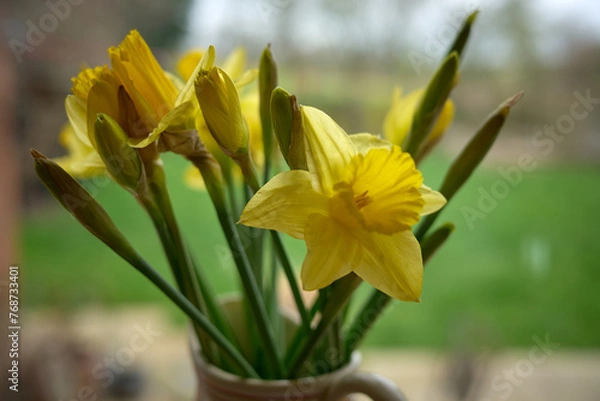 Fototapeta daffodils in spring