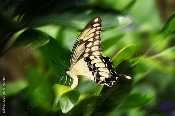 Fototapeta SwallowTail Butterfly on Citrus Leaf