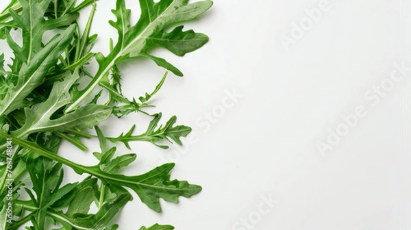 Fototapeta Rocket leaves neatly arranged on one side with plenty of copy space.