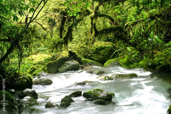 Obraz Mysterious rain green forest