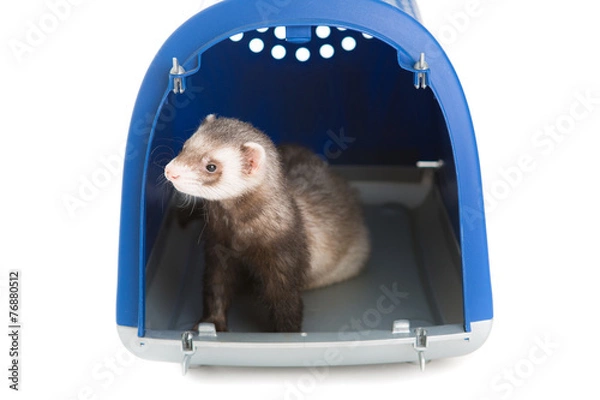Obraz Ferret  isolated