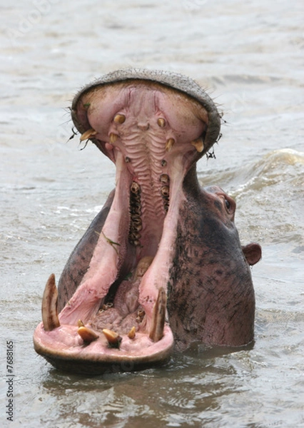 Obraz Aggressive hippopotamus
