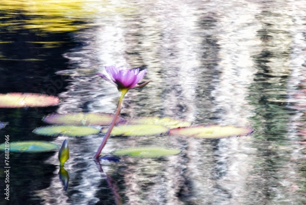 Obraz Impressionist Water Lily