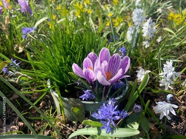 Fototapeta purple crocus flowers