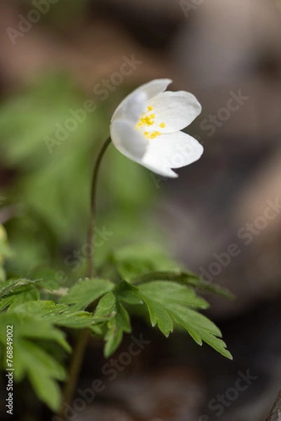 Fototapeta buschwindröschen