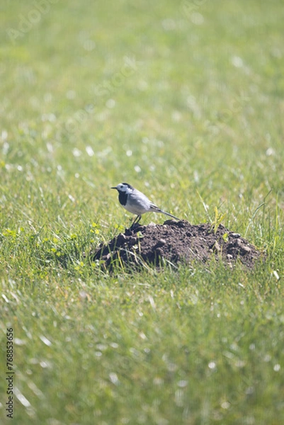 Obraz Vogel auf Maulwurfshügel im Garten