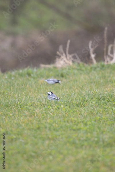 Obraz Vögel im Garten