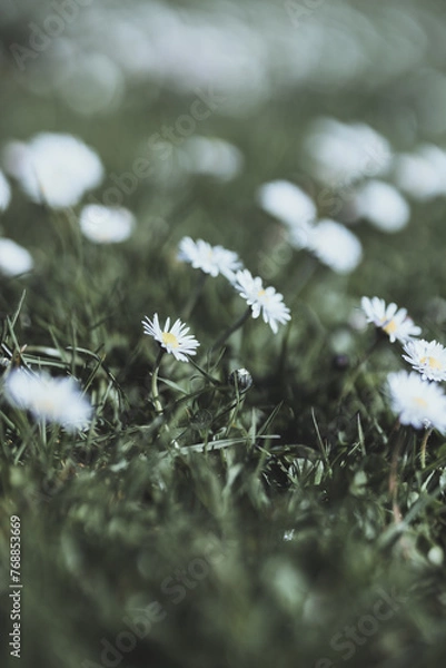 Fototapeta Gänseblümchen