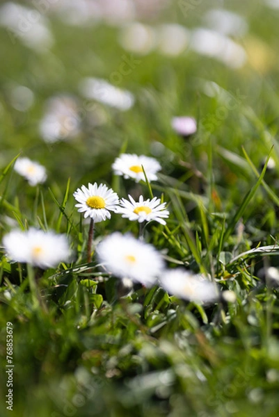 Obraz Gänseblümchen